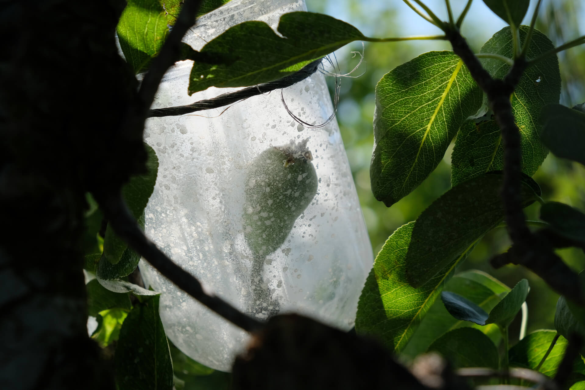 bourgeon de poire dans une bouteille dans un arbre