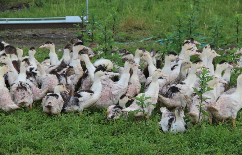 canards de la ferme de la faubonnière